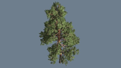 Scots Pine, Pinus Sylvestris, Tree on Alfa Channel, Alpha Channel, Tree Cut Off a Chroma Key, Glaucous Blue-Green Needle-Like Leaves, Coniferous Evergreen Tree is Swaying at the Wind with its green