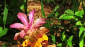 Closeup video Pink Tropical Flower