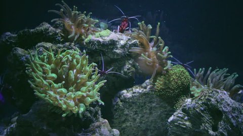 Red shrimp dancing with anemone. Tank aquarium