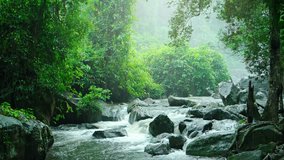 Jungle greenery. partly obscured by the light. misting rain over the gentle. burbling flow of water in a natural waterfall. with sound. Video 3840x2160