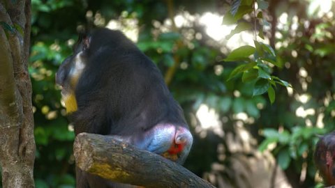 Male mandrill monkeys. with their typical blue and red backsides and yellow facial hair. in their habitat enclosure. UHD video