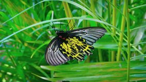 Solitary specimen of the Common Birdwing Butterfly. with its black. white and yellow wings. suspended upside down from a blade of grass. Video UltraHD