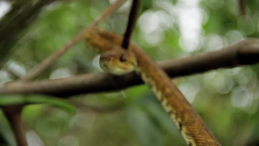 Snake Coming at Camera Stock Footage Video (100% Royalty-free) 1479373 ...