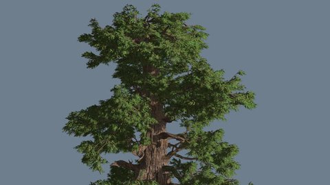 Western Juniper, Top of Tree, Crown is Fluttering, Tree on Alfa Channel, Alpha Channel, Tree Cut Off a Chroma Key, Coniferous Evergreen Tree, Scale-Like Leaves, Thick Trunk, Branches are Swaying at