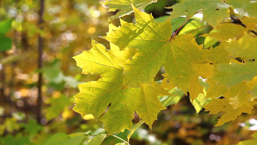 light breeze shakes the leaves of maple