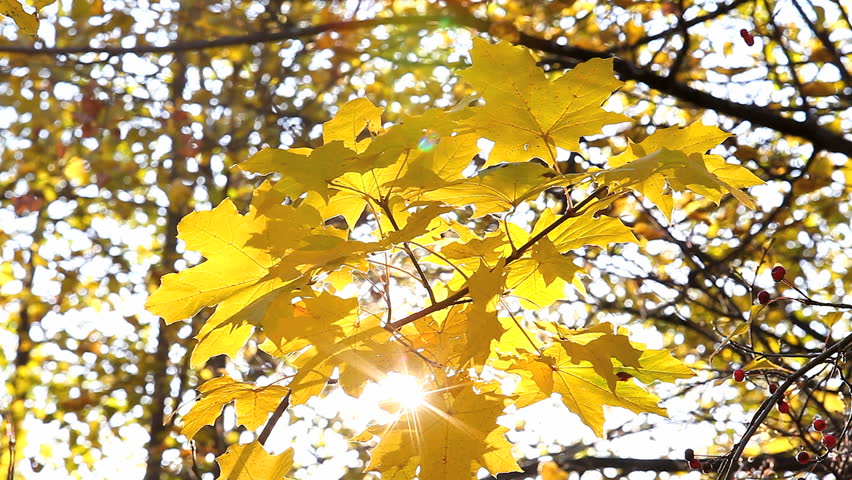 sun's rays shining through autumn leaves