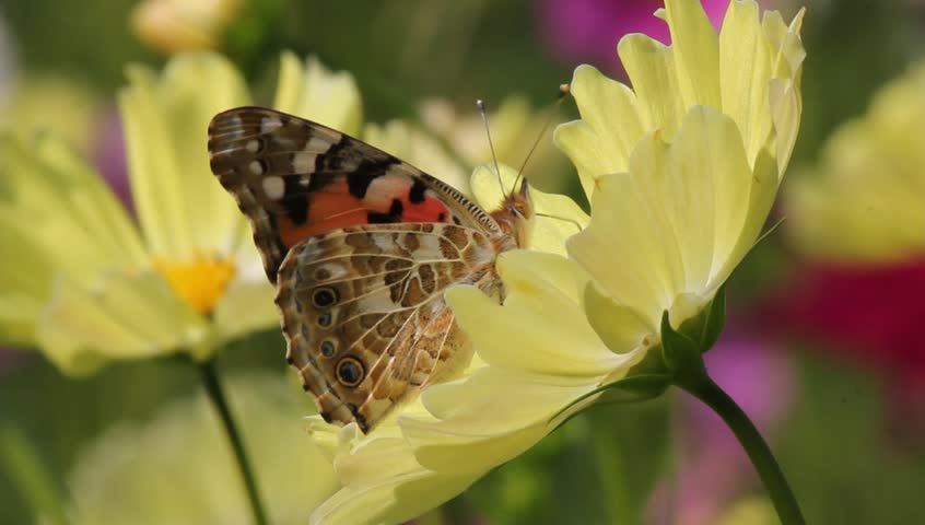 Cosmos Flower and Butterfly Stock Footage Video (100% Royalty-free