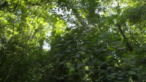 Rio de Janeiro, Brazil - CIRCA February 2014: Fast speed travelling view inside the forest. Lots and lots of trees and foliage.