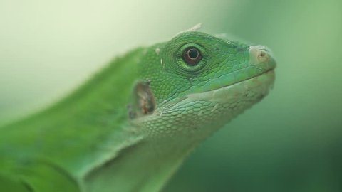 A small green lizard. Iguana closeup.