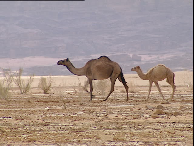 Wadi Rum, Jordan - 2001 - Two camels (mother and child) wondering the desert of Wadi Rum in Jordan.
