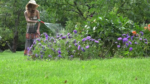 gardener woman watering flower aster bed with hose sprinkler in garden at summer time. 4K UHD video clip.