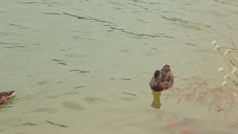 Ducks swim in the lake.