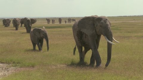 A large herd of African elephants migrate across Amboceli National Park in Tanzania.