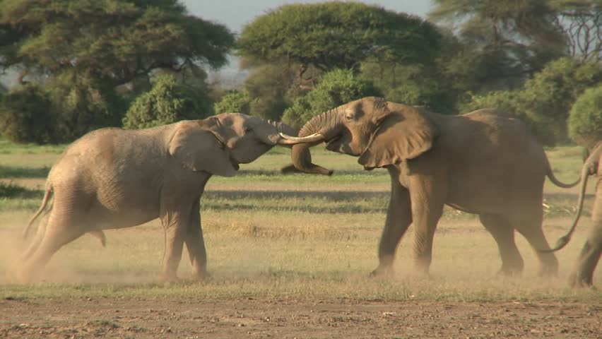 Elephants Fight Each Other On Stock Footage Video (100% Royalty-free