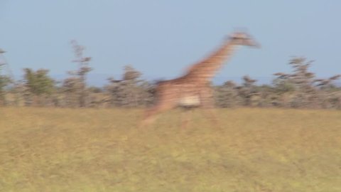 A giraffe runs across the savannah in Africa.