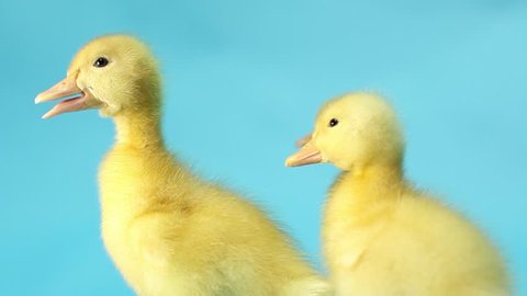 Three Little Yellow Duck On Blue Stock Footage Video (100% Royalty-free ...