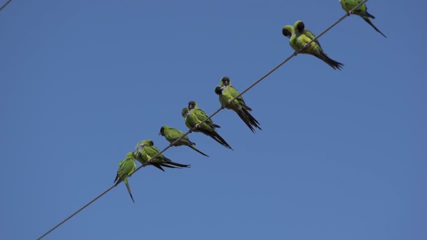 The nanday parakeet Aratinga nenday also known as the black-hooded parakeet or nanday conure perched on an electric wire. Wild birds of Florida.