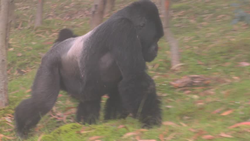 hairless silverback gorilla