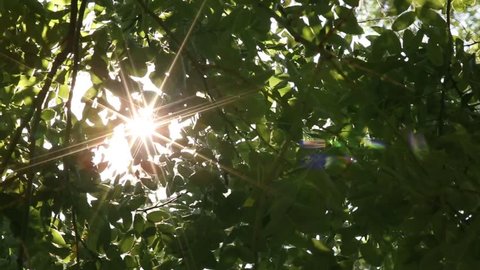 lens flare through leaves of a tree while wind blowing them