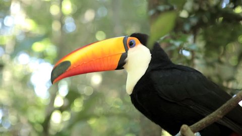 Exotic Toucan Bird In Natural Stockvideos Filmmaterial 100 Lizenzfrei Shutterstock