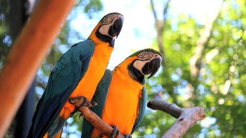 Couple. Blue Yellow Macaw. Arara. Ararauna. Brazil. Birds