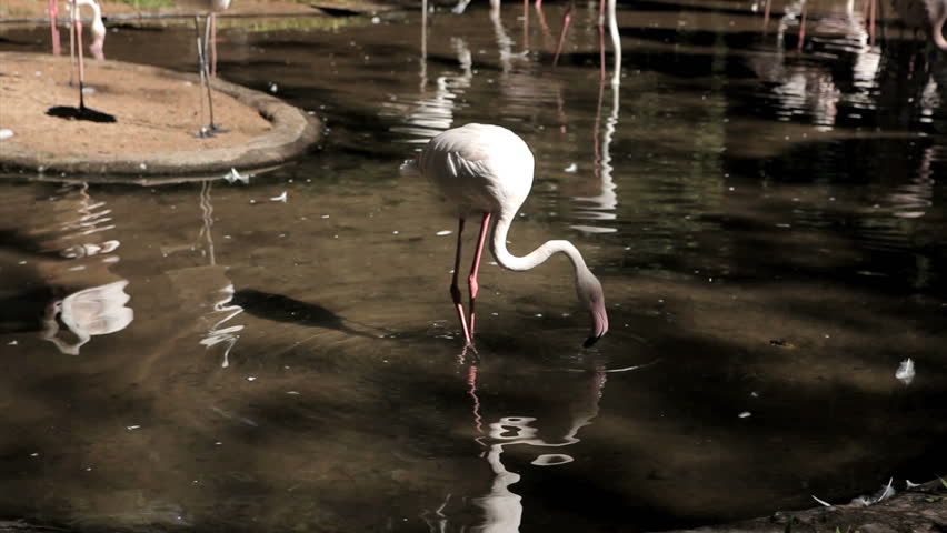 Park in Brazil. Trees, forest, tropical. Park of the birds. Flamingo