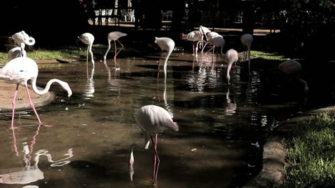 Park in Brazil. Trees, forest, tropical. Park of the birds. Flamingo