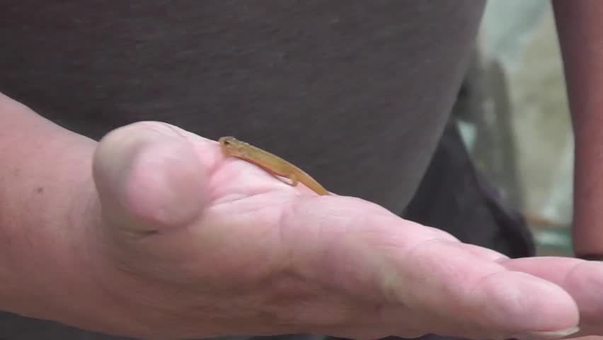 A juvenile common newt is crawling on a man’s hand