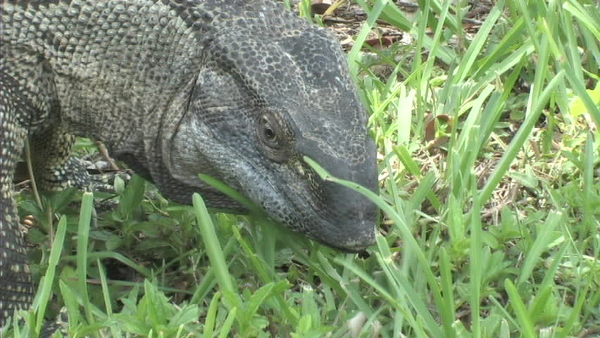 Black Throat Monitor Walks Around Stock Footage Video 100 Royalty 