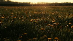 Organic Meadow Full Of Dandelions At Sunset