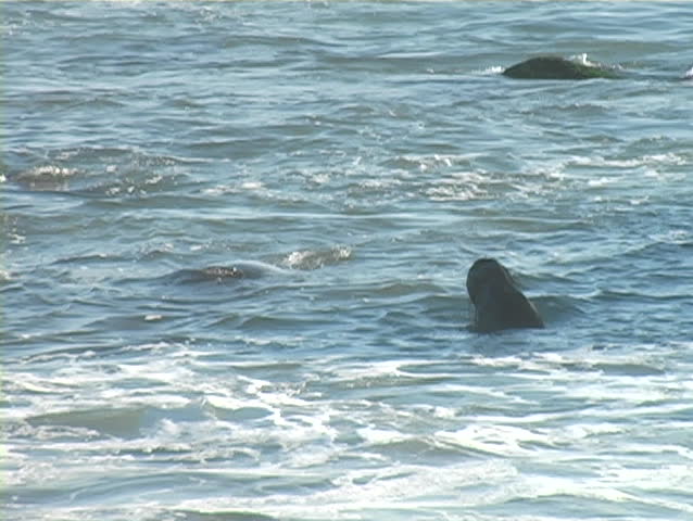 Two male elephant seals in a fierce battle for mating rights off the coast of