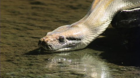 Albino python slides into water (CU)