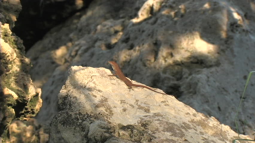 Cuban Anole on rock