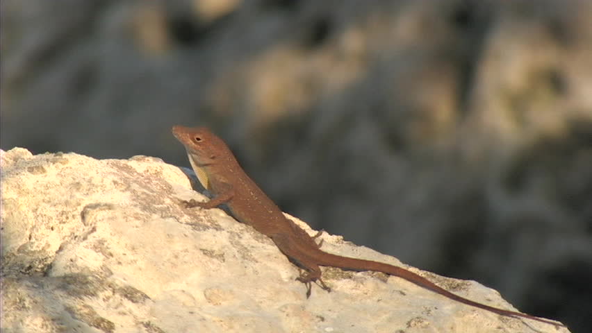 Cuban Anole on rock