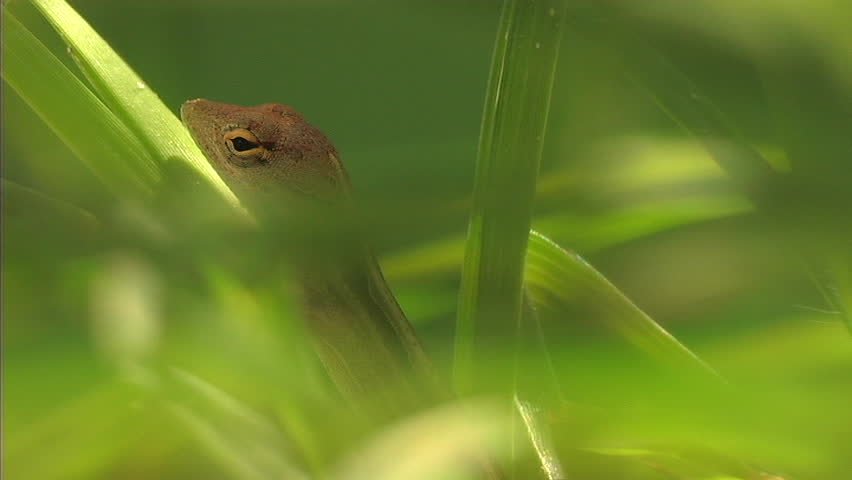 Cuban Anole on grass blade (ECU)