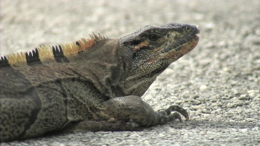 ECU - Brown iguana on concrete