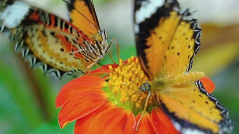 Two Leopard Lacewing butterflies. flapping their bright orange wings as they feed on the nectar of a colorful flower. Video 3840x2160 Video de stock