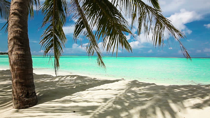 Palm Trees Over Tropical Lagoon Stock Footage Video (100% Royalty-free