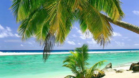 Palm tree on tropical beach of Rarotonga, Cook Islands

