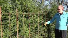 Gardener man cut fir tree hedge branches with shears. Hedge pruning works in spring time. Zoom in shot. video clip.