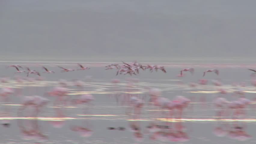 Flamingos flying across Lake Nakuru, Kenya.