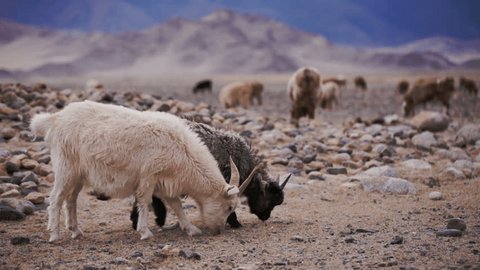 White goat with horns grazed on open spaces, looking for food in soil. Large areas with poor vegetation and stones for agriculture in harsh asian Mongolian territory. Grassland on the rural outskirts
