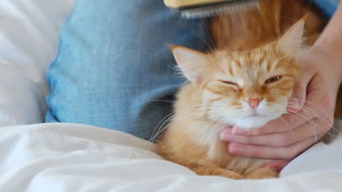 The Woman Combs A Dozing Cat's Fur. Ginger Cat Lies On White Blanket.