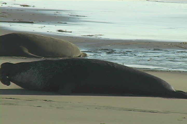 Huge elephant seal on the move at Piedras Blancas off the California coast.