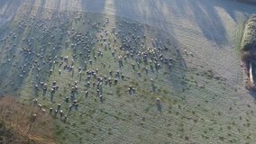 TIme lapse of  sheep grazing on frozen field