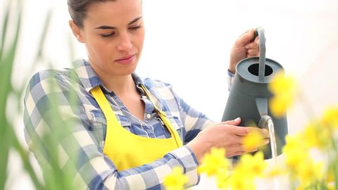 springtime, woman in garden with watering can, watering flowers narcissus Arkivvideo