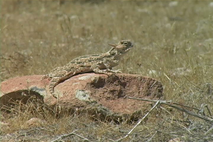 Horned Toad sitting on a rock in the Mojave desert.