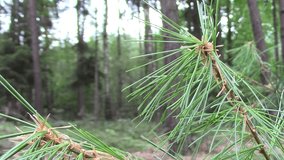 Pine forest with detail of the branch in the front, natural scene from Czech Republic