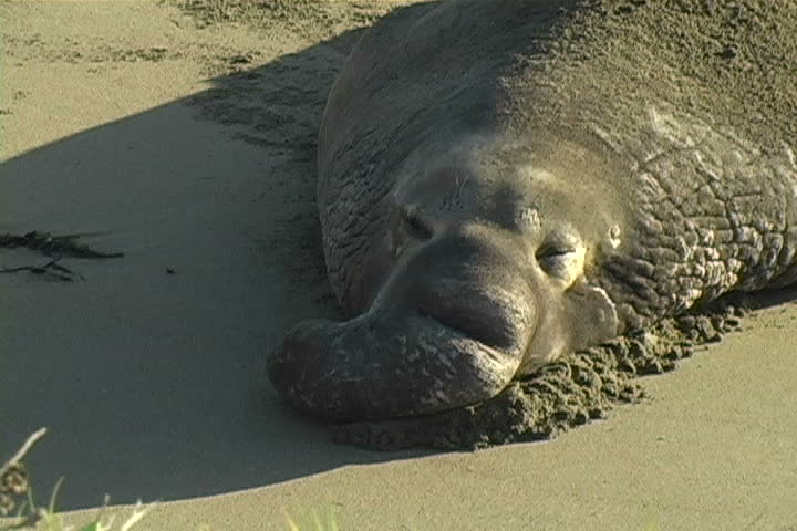 A huge male Elephant seal napping on the beach.