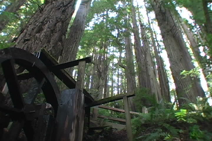 A water wheel in a redwood forest.